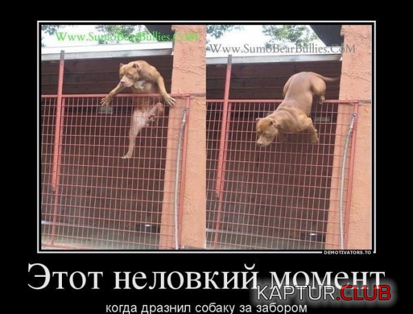 1382602743_demotivatory_07.jpg | Рено Каптур Клуб Россия | Форум KAPTUR.SU