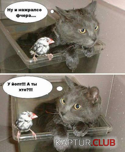 138300972.jpg | Рено Каптур Клуб Россия | Форум KAPTUR.SU