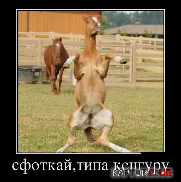 1383893760_demotivatory_18.jpg | Рено Каптур Клуб Россия | Форум KAPTUR.SU