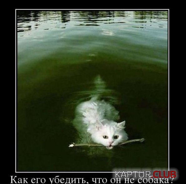 1387790748_demotivatory_05.jpg | Рено Каптур Клуб Россия | Форум KAPTUR.SU