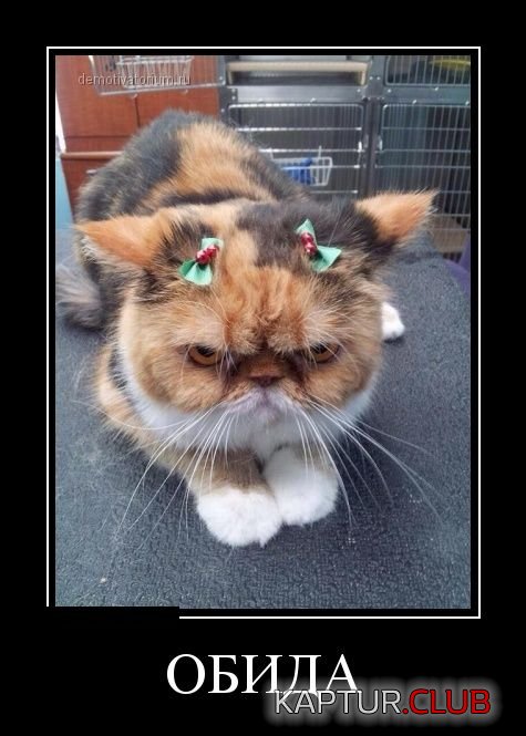 1388477770_demotivators_06.jpg | Рено Каптур Клуб Россия | Форум KAPTUR.SU