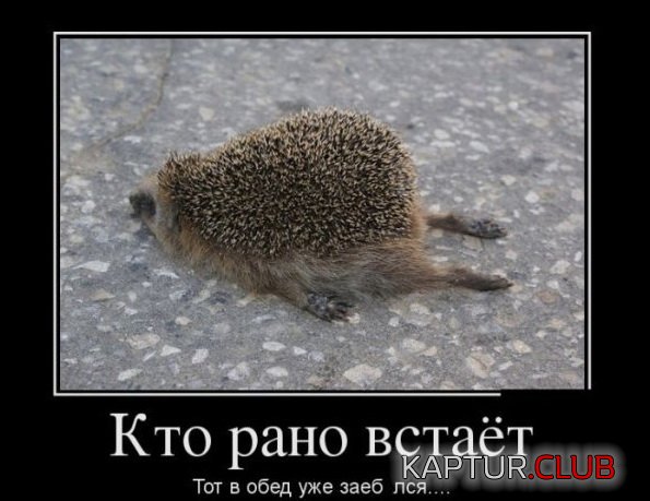 1390897442_demotivatory_23.jpg | Рено Каптур Клуб Россия | Форум KAPTUR.SU