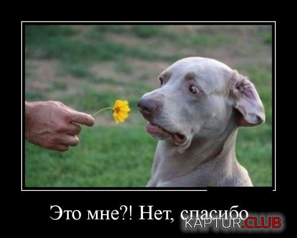 1402302049_demotivatory_12.jpg | Рено Каптур Клуб Россия | Форум KAPTUR.SU
