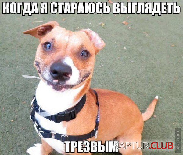 1408518786_1408517976090_1408472114_umoritelnye-fotoprikoly-25.png | Рено Каптур Клуб Россия | Форум KAPTUR.SU