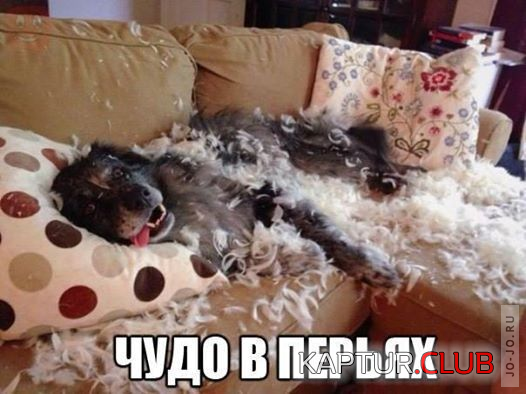 1408518830_1408517973681_1408472113_umoritelnye-fotoprikoly-11.png | Рено Каптур Клуб Россия | Форум KAPTUR.SU
