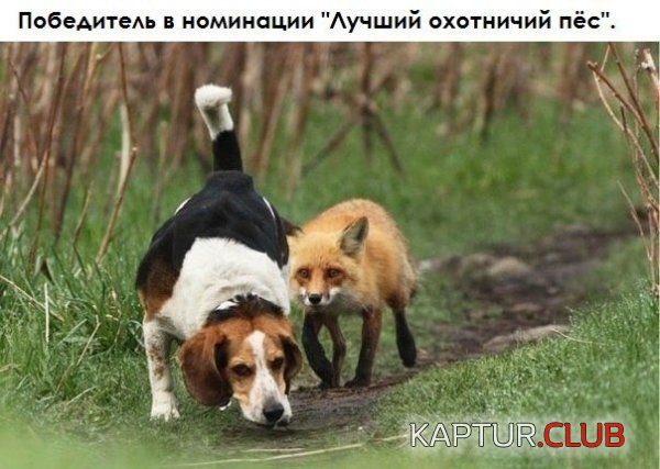 1410163209_podb_03.jpg | Рено Каптур Клуб Россия | Форум KAPTUR.SU