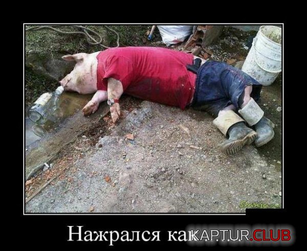 1415865414_demotivatory_07.jpg | Рено Каптур Клуб Россия | Форум KAPTUR.SU