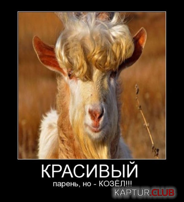 1416472431_demotivatory_18.jpg | Рено Каптур Клуб Россия | Форум KAPTUR.SU