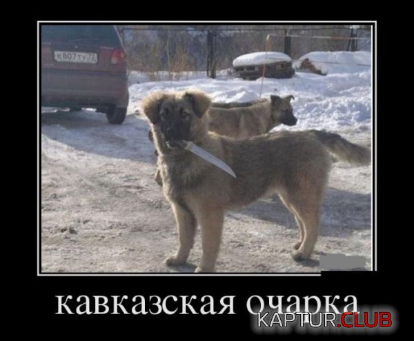 1418108273_demotivatory_06.jpg | Рено Каптур Клуб Россия | Форум KAPTUR.SU