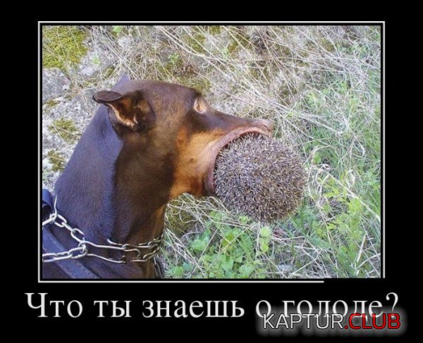 1423637343_demotivatory_17.jpg | Рено Каптур Клуб Россия | Форум KAPTUR.SU