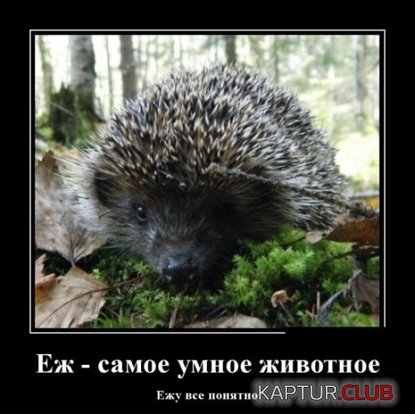 1429259495_demotivatory_09.jpg | Рено Каптур Клуб Россия | Форум KAPTUR.SU