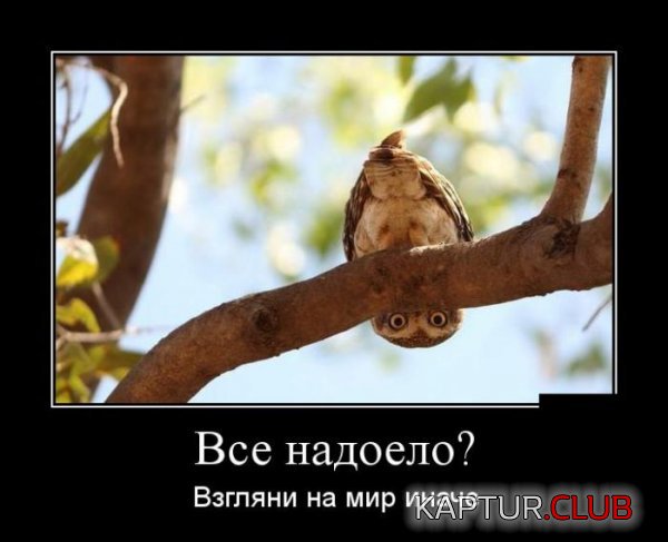 1436253235_demotivatory_13.jpg | Рено Каптур Клуб Россия | Форум KAPTUR.SU