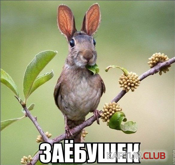 1449556677_4.jpg | Рено Каптур Клуб Россия | Форум KAPTUR.SU