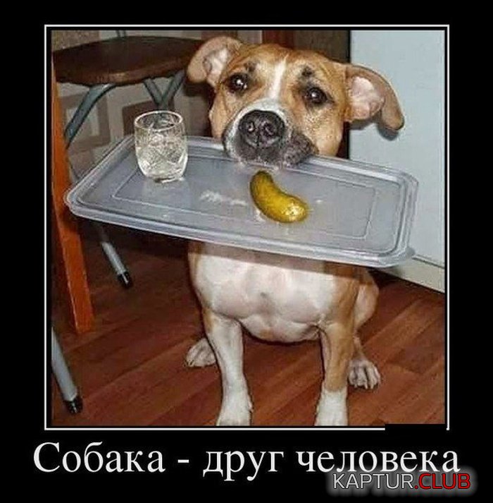1467065654_demotivatory_05.jpg | Рено Каптур Клуб Россия | Форум KAPTUR.SU