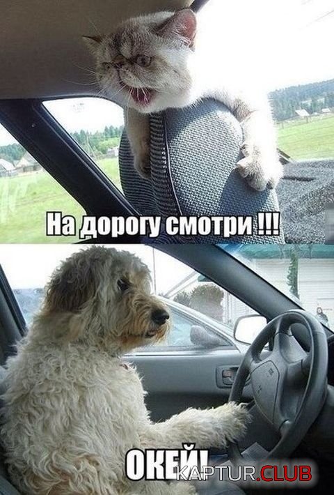 1468009463_auto_prikoli_05.jpg | Рено Каптур Клуб Россия | Форум KAPTUR.SU