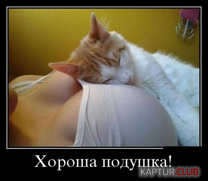1468009549_demotivatory_29.jpg | Рено Каптур Клуб Россия | Форум KAPTUR.SU