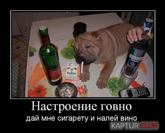 1472823666_demotivatory_17.jpg | Рено Каптур Клуб Россия | Форум KAPTUR.SU