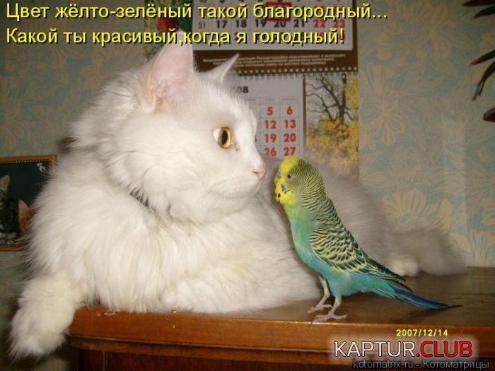 1473131940_kotomatrix_01.jpg | Рено Каптур Клуб Россия | Форум KAPTUR.SU