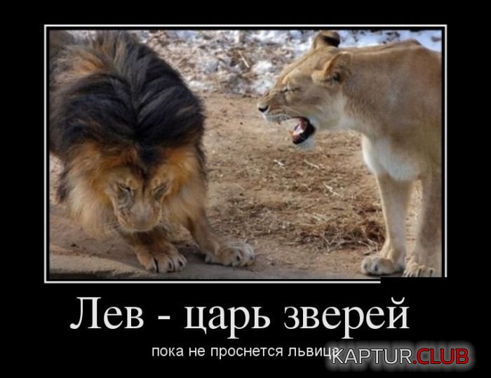 1473134264_demotivatory_20.jpg | Рено Каптур Клуб Россия | Форум KAPTUR.SU