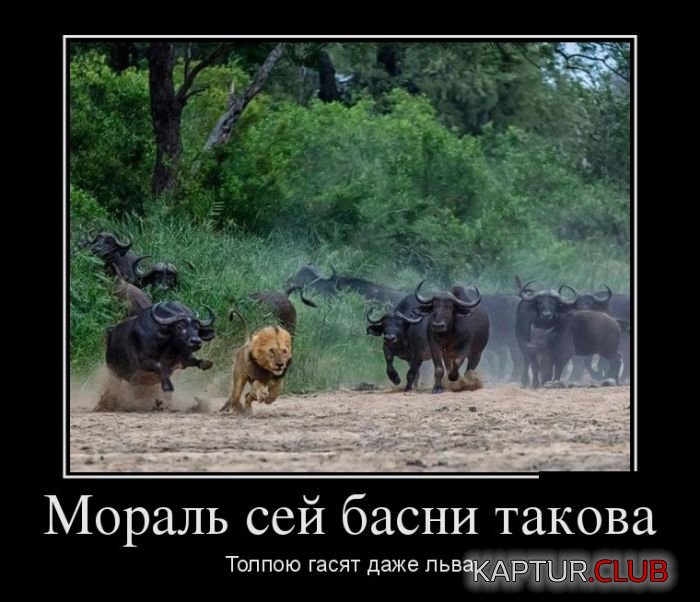 1474184667_demotivatory_11.jpg | Рено Каптур Клуб Россия | Форум KAPTUR.SU