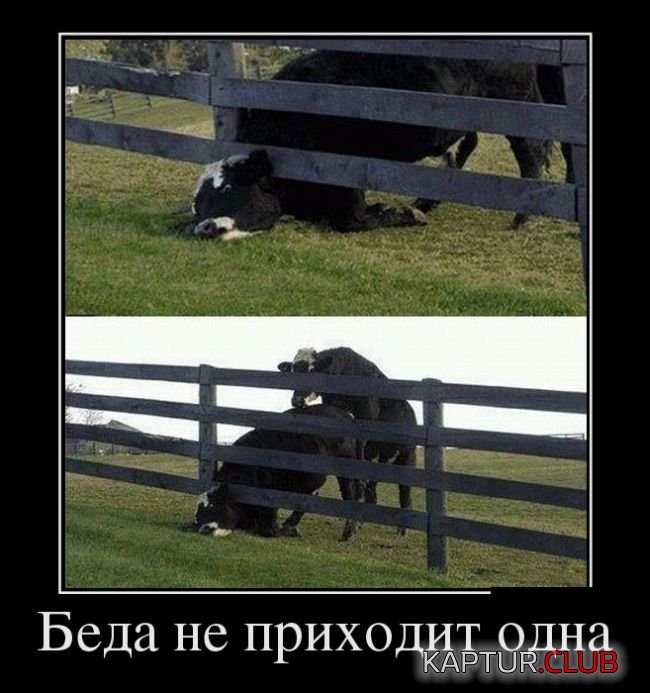 1476679524_demotivatory_26.jpg | Рено Каптур Клуб Россия | Форум KAPTUR.SU