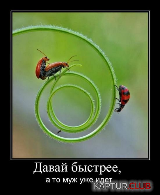 1480837455_demotivatory_10.jpg | Рено Каптур Клуб Россия | Форум KAPTUR.SU