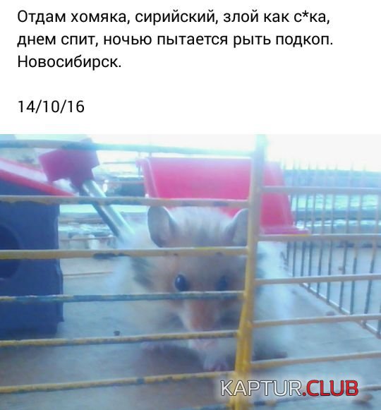 1482067297_socialnie_seti_15.jpg | Рено Каптур Клуб Россия | Форум KAPTUR.SU