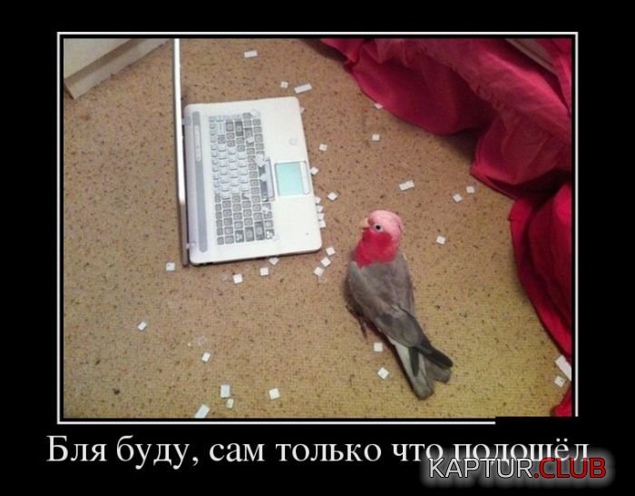 1482900816_demotivatory_29.jpg | Рено Каптур Клуб Россия | Форум KAPTUR.SU