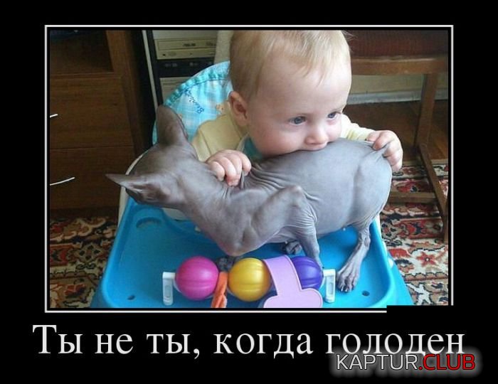 1483505029_demotivatory_21.jpg | Рено Каптур Клуб Россия | Форум KAPTUR.SU