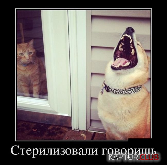 1485180512_demotivatory_04.jpg | Рено Каптур Клуб Россия | Форум KAPTUR.SU