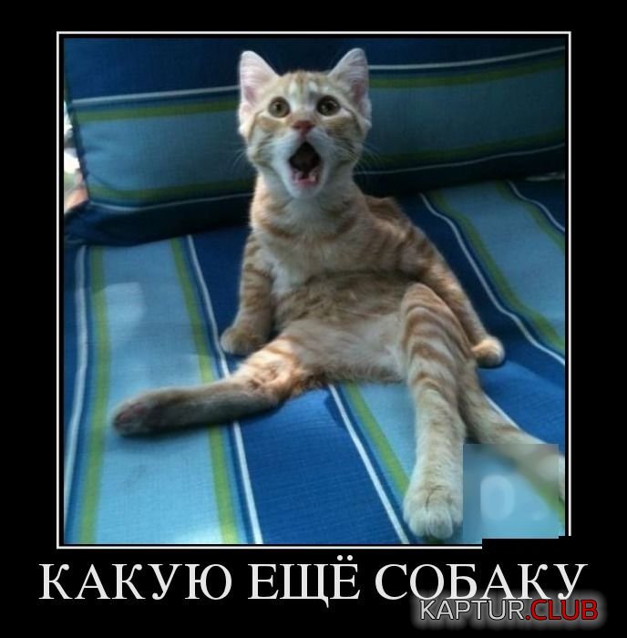 1485793069_demotivatory_25.jpg | Рено Каптур Клуб Россия | Форум KAPTUR.SU
