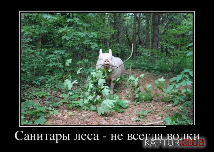1499248444_demotivatory_12.jpg | Рено Каптур Клуб Россия | Форум KAPTUR.SU