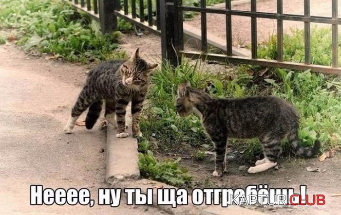 1501839939_podborka_dnevnaya_37.jpg | Рено Каптур Клуб Россия | Форум KAPTUR.SU