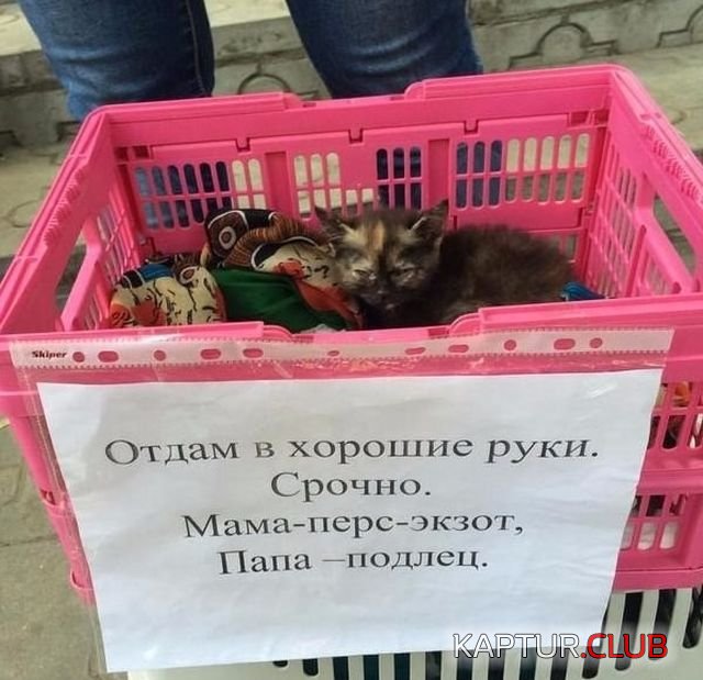 1508507097_kartinki_s_tekstom_05.jpg | Рено Каптур Клуб Россия | Форум KAPTUR.SU