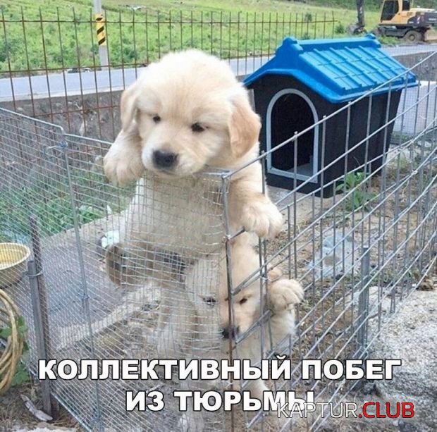 1509759811_kartinki_11.jpg | Рено Каптур Клуб Россия | Форум KAPTUR.SU