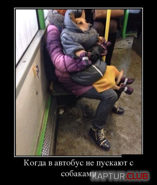 1512112621_demotivatory_29.jpg | Рено Каптур Клуб Россия | Форум KAPTUR.SU
