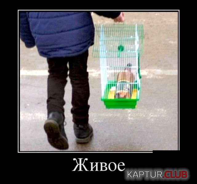1518680207_demotivatory_26.jpg | Рено Каптур Клуб Россия | Форум KAPTUR.SU