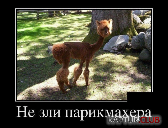 1519587902_demotivatory_20.jpg | Рено Каптур Клуб Россия | Форум KAPTUR.SU