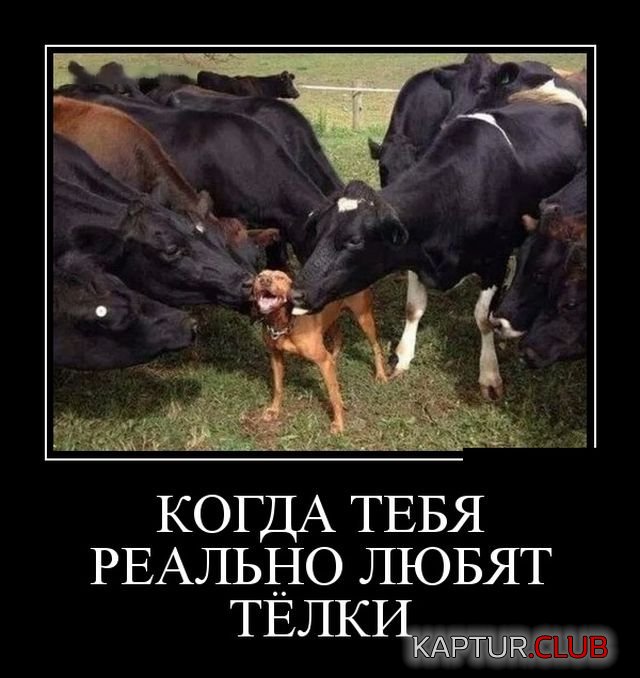 1521444826_demotivatory_28.jpg | Рено Каптур Клуб Россия | Форум KAPTUR.SU