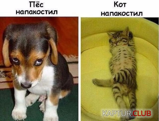 1521445282_1520672573_kartinki_10.jpg | Рено Каптур Клуб Россия | Форум KAPTUR.SU