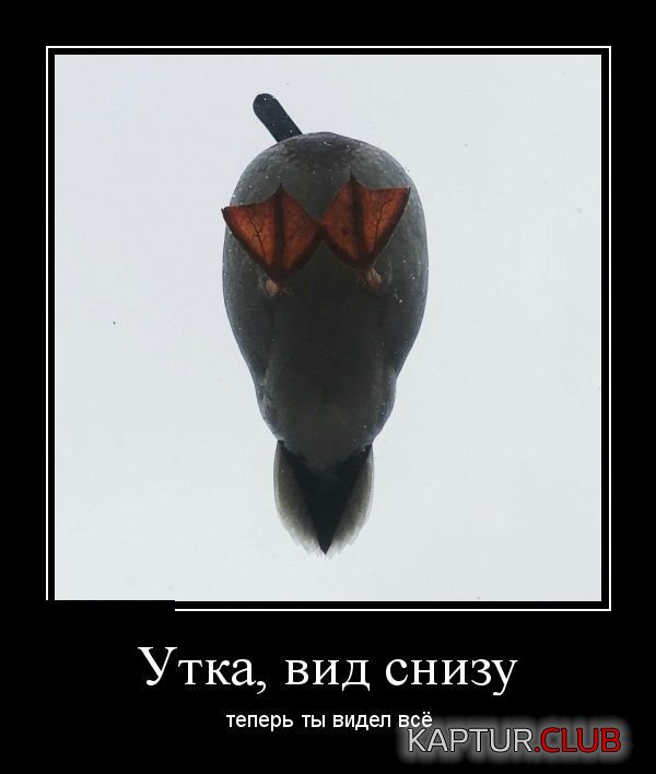 1524216059_demotivatory_12.jpg | Рено Каптур Клуб Россия | Форум KAPTUR.SU
