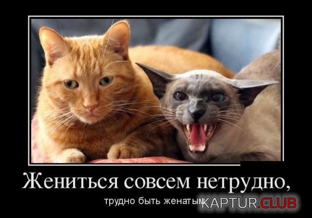 1524467149_demotivatory_04.jpg | Рено Каптур Клуб Россия | Форум KAPTUR.SU