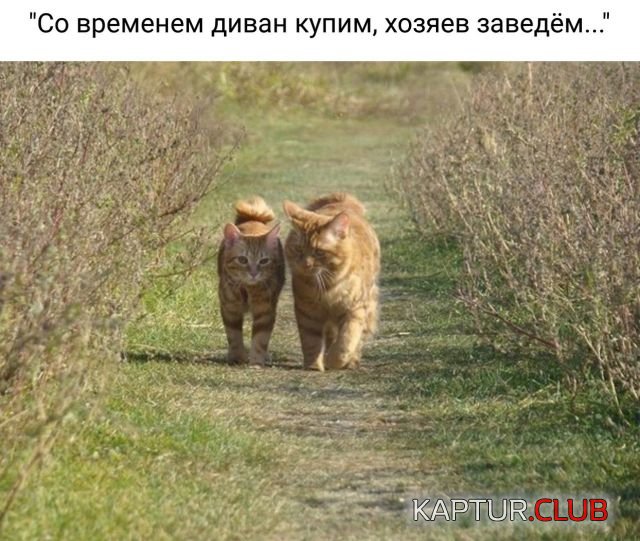 1525507712_kartinki_01.jpg | Рено Каптур Клуб Россия | Форум KAPTUR.SU
