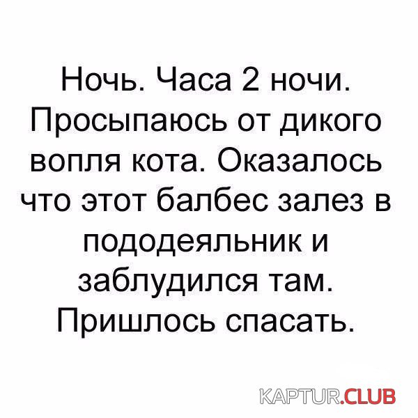 1525556891_katinki_06.jpg | Рено Каптур Клуб Россия | Форум KAPTUR.SU