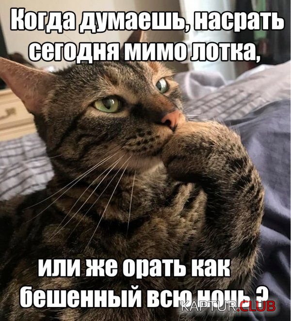 1525556941_katinki_18.jpg | Рено Каптур Клуб Россия | Форум KAPTUR.SU
