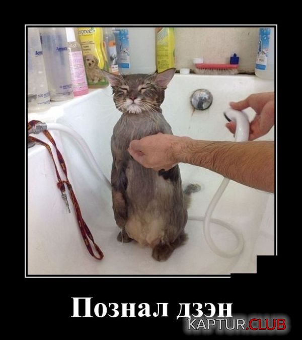 1526021956_demotivatory_13.jpg | Рено Каптур Клуб Россия | Форум KAPTUR.SU