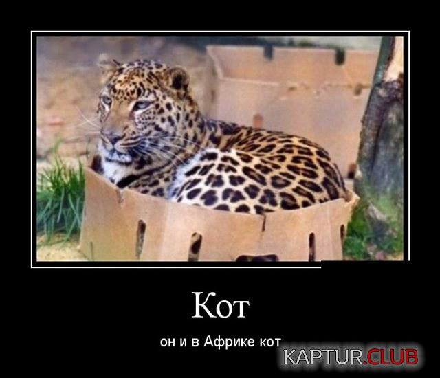 1526820488_demotivatory_21.jpg | Рено Каптур Клуб Россия | Форум KAPTUR.SU
