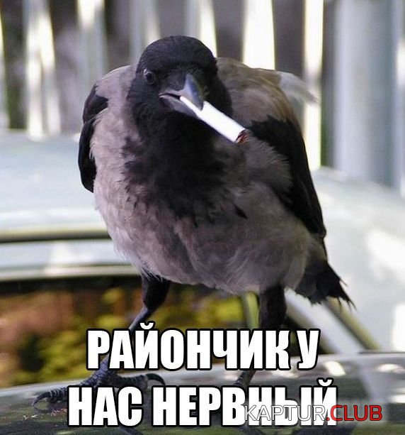 1527444340_podborka_dnevnaya_08.jpg | Рено Каптур Клуб Россия | Форум KAPTUR.SU