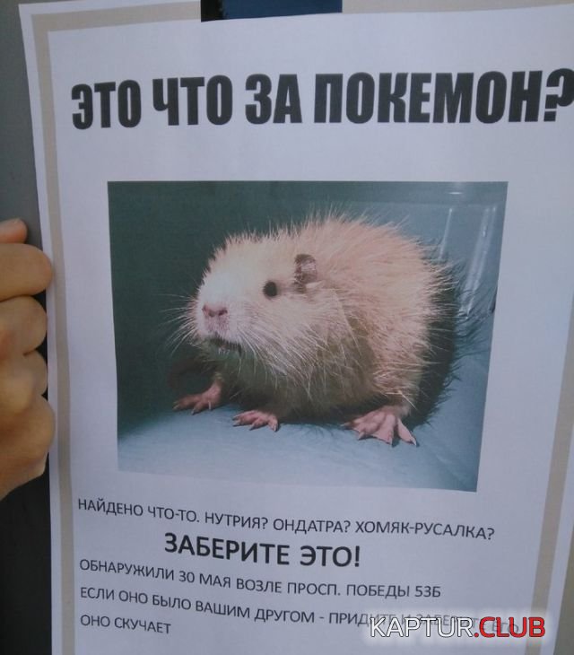 1528019028_kartinki_14.jpg | Рено Каптур Клуб Россия | Форум KAPTUR.SU