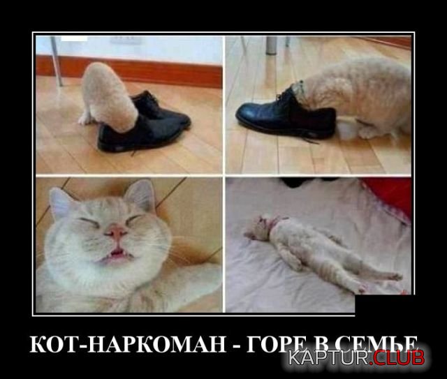 1528100278_demotivatory_05.jpg | Рено Каптур Клуб Россия | Форум KAPTUR.SU